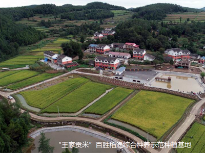 中国王富硒大米(富硒大米原产地在哪里)-硒宝网