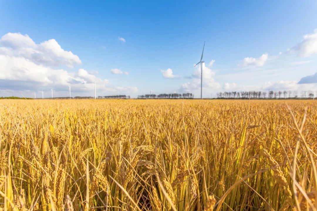 富硒大米的概念（富硒优质大米）-硒宝网