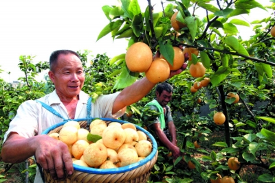 石台出富硒大米(石台富硒米哪个牌子好)-硒宝网
