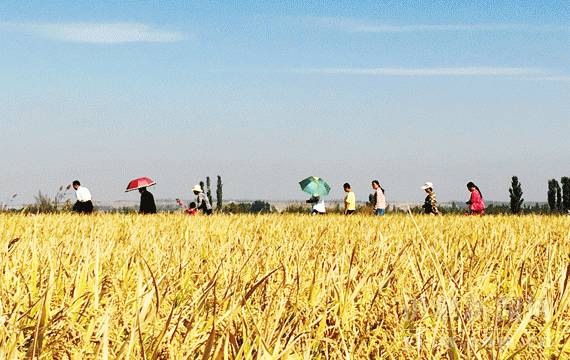 富硒大米有什么（富硒大米硒含量超标）-硒宝网