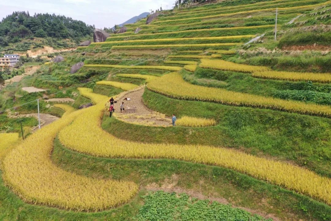 邵阳富硒的大米(富硒优质大米)-硒宝网