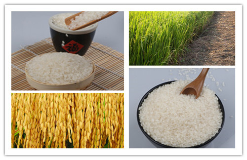 富硒大米吃过吗(大米吃富硒过敏吗)-硒宝网