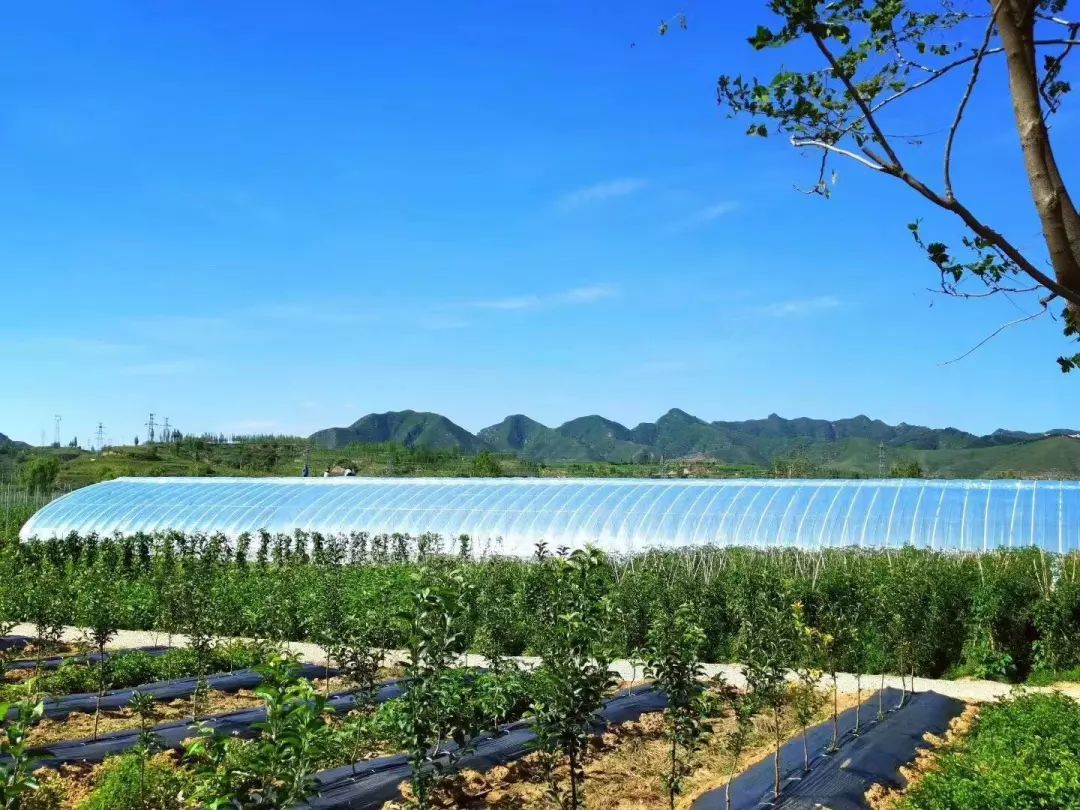 保定富硒锌大米(锌硒大米有什么营养)-硒宝网