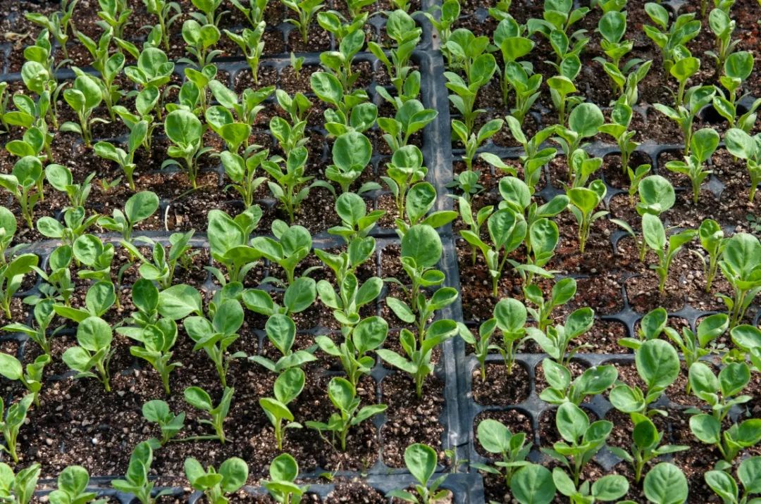 保定富硒锌大米(锌硒大米有什么营养)-硒宝网