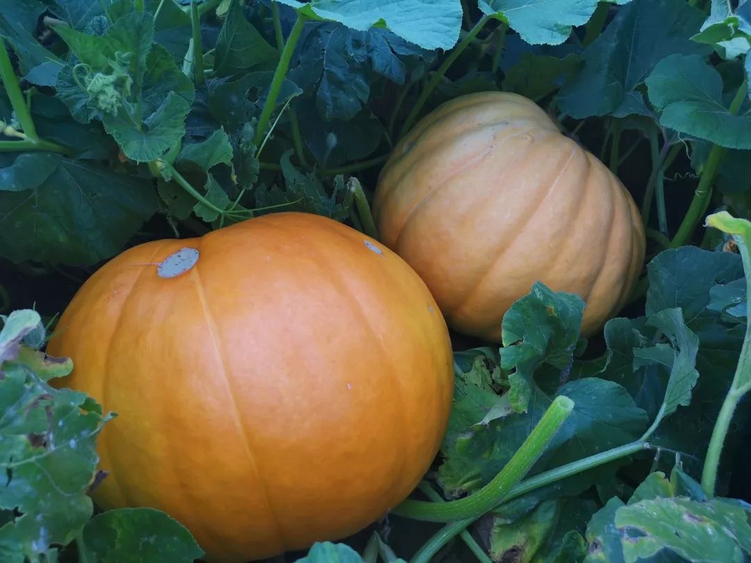 保定富硒锌大米(锌硒大米有什么营养)-硒宝网