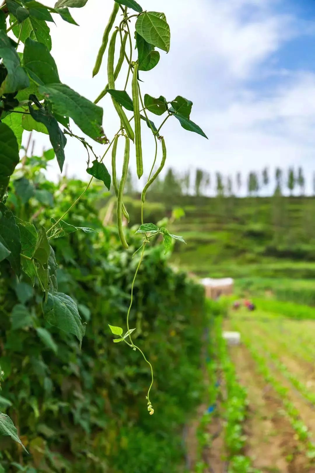 保定富硒锌大米(锌硒大米有什么营养)-硒宝网