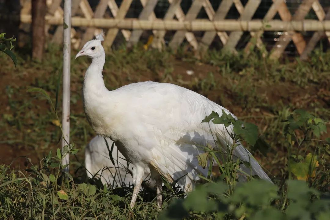 保定富硒锌大米(锌硒大米有什么营养)-硒宝网