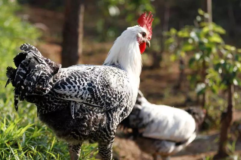 保定富硒锌大米(锌硒大米有什么营养)-硒宝网