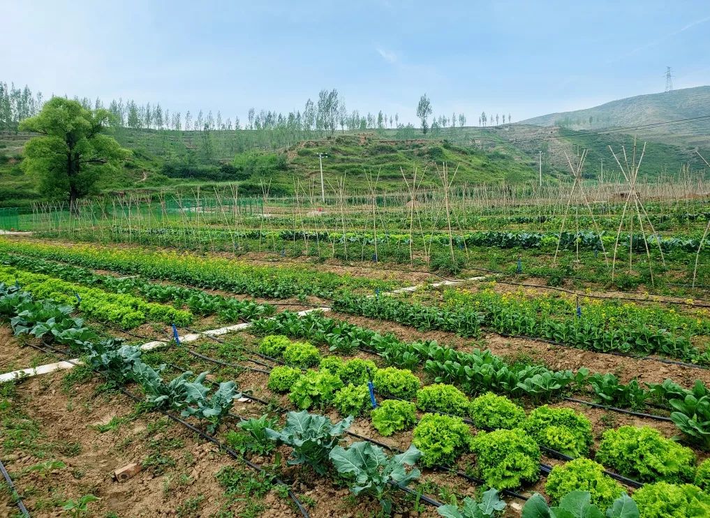 保定富硒锌大米(锌硒大米有什么营养)-硒宝网