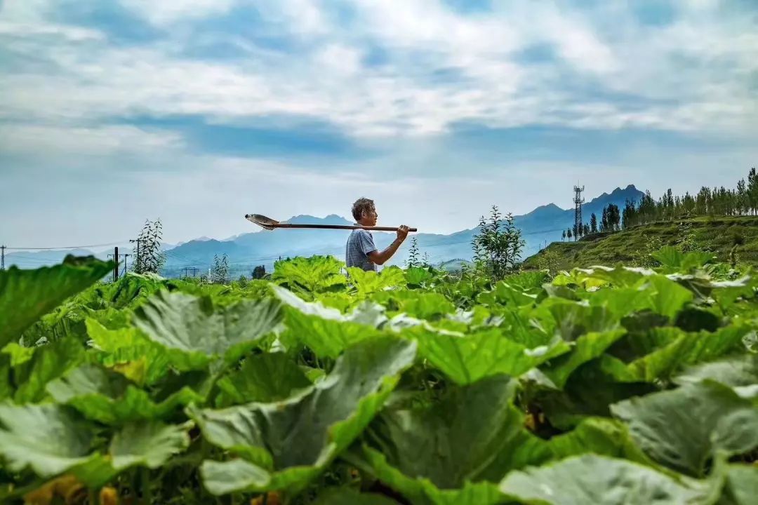 保定富硒锌大米(锌硒大米有什么营养)-硒宝网