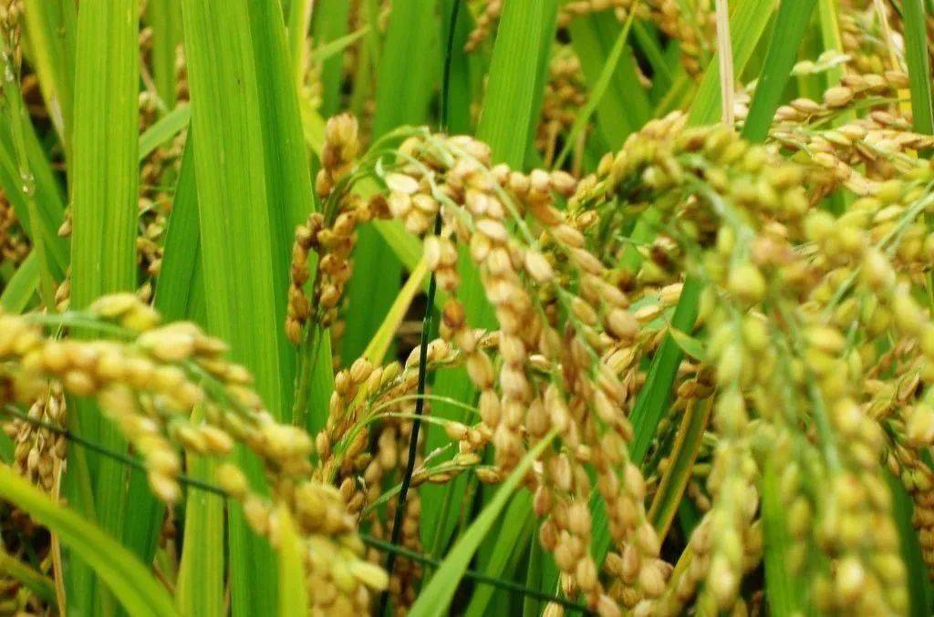 富锌硒弱碱大米(大米弱碱性)-硒宝网