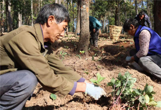 桃源富硒大米沈（沈阳富硒大米）-硒宝网