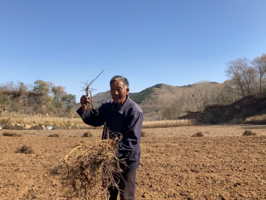 桃源富硒大米沈（沈阳富硒大米）-硒宝网