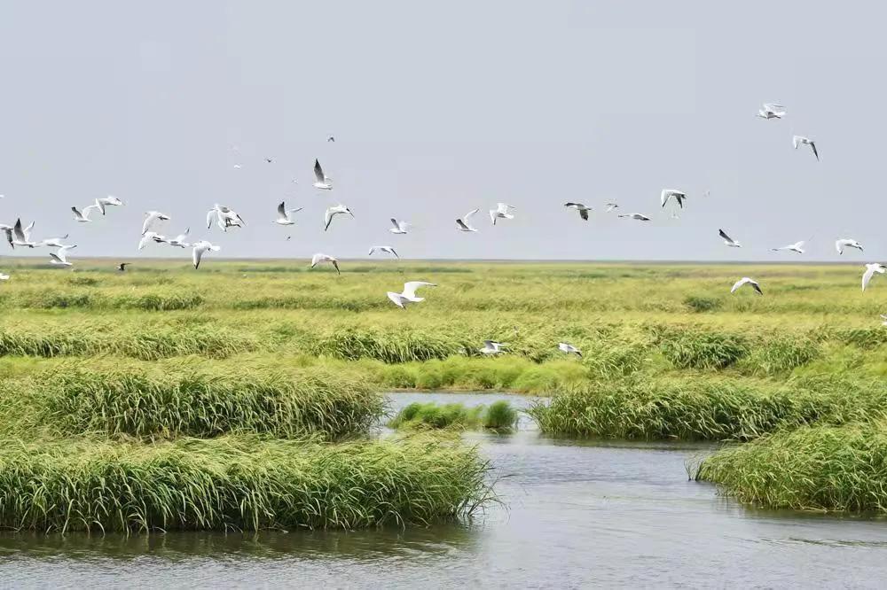 富硒钙铁锌大米(大米钙锌铁富硒含量)-硒宝网