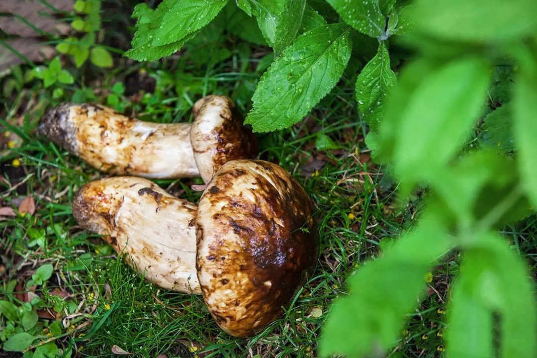 运山珍富硒大米(据报道富硒大米有多种保健功能)-硒宝网