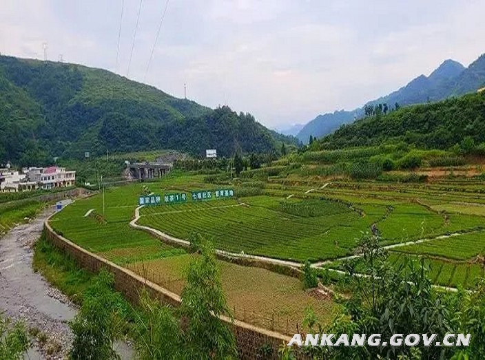 汉阴县富硒大米（陕南富硒大米）-硒宝网