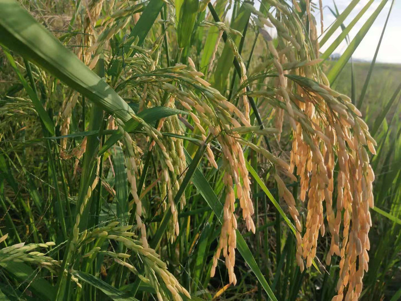 隐食 富硒大米(富硒大米吃了有什么好处)-硒宝网