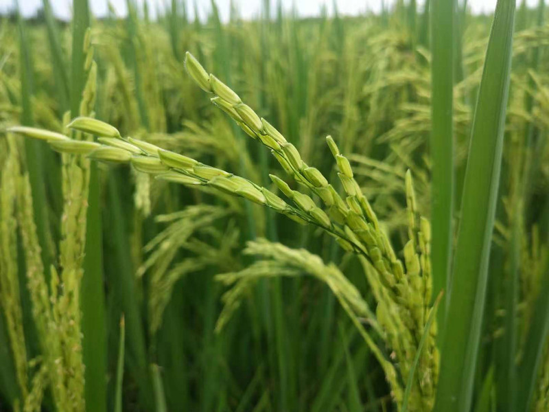 隐食 富硒大米(富硒大米吃了有什么好处)-硒宝网