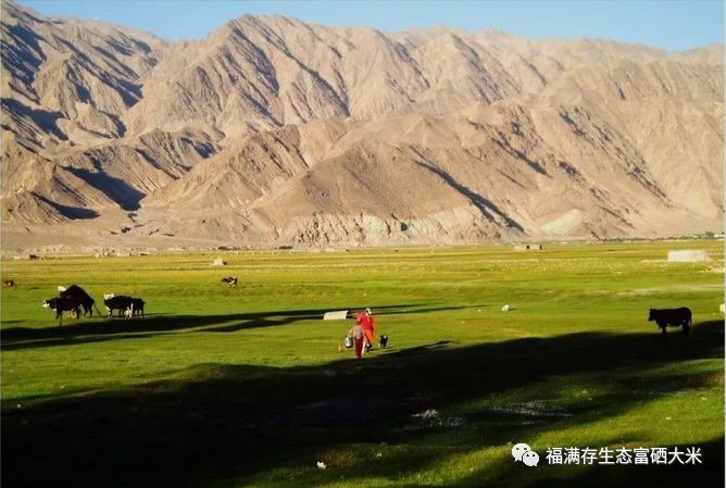 石河子富硒大米(石台富硒大米)-硒宝网