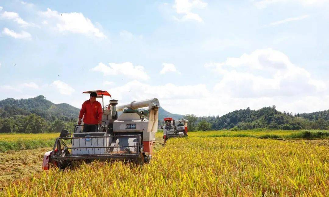 富硒大米董事长(富硒大米市场分析)-硒宝网