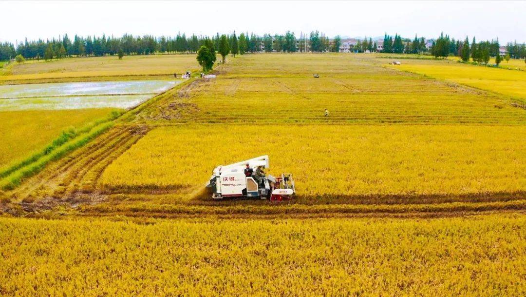 富硒大米董事长(富硒大米市场分析)-硒宝网