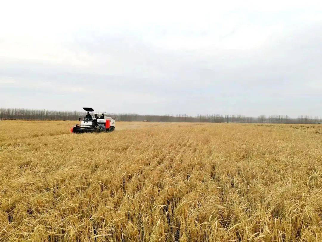 海伦市富硒大米(黑龙江海伦市富硒大米)-硒宝网