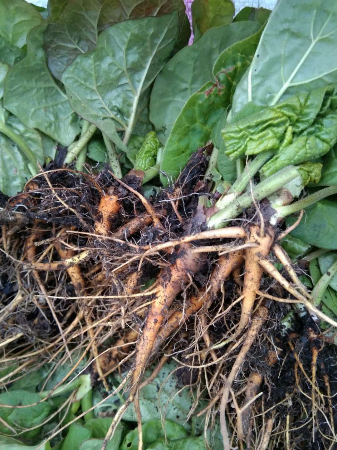 湖北省富硒大米(十堰富硒大米骗局)-硒宝网