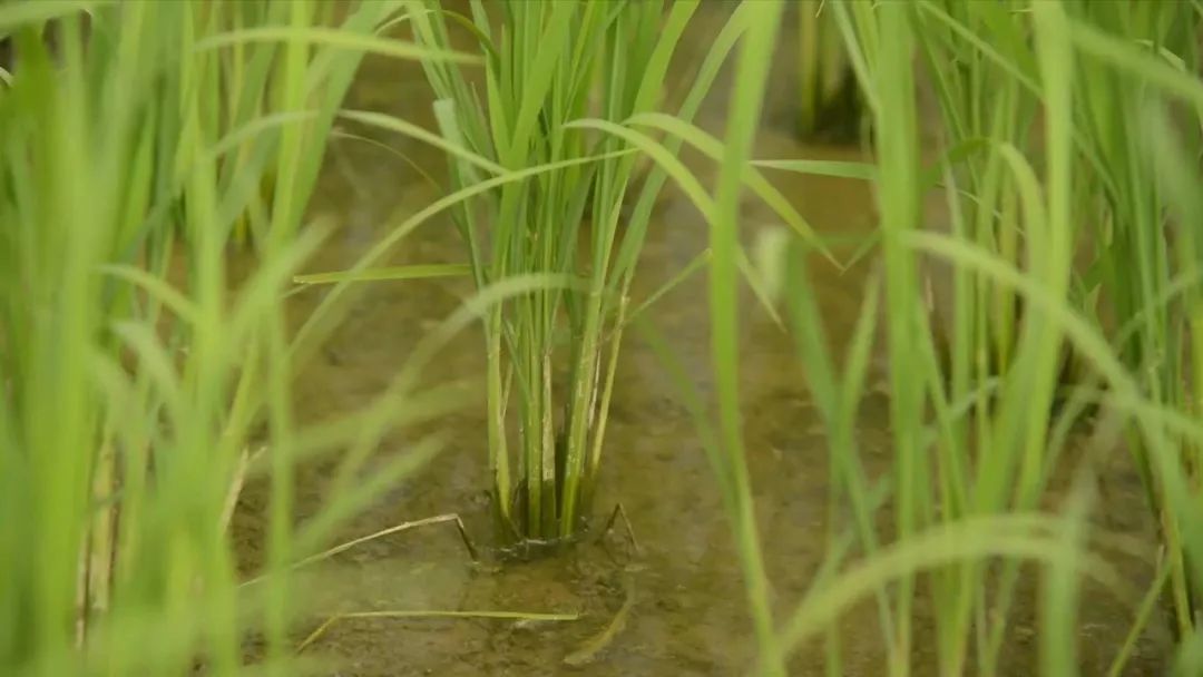 富硒大米有用吗（大米富硒用有什么好处）-硒宝网