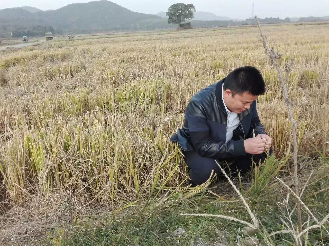 米大叔富硒大米（大米姐富硒米多少钱一斤）-硒宝网