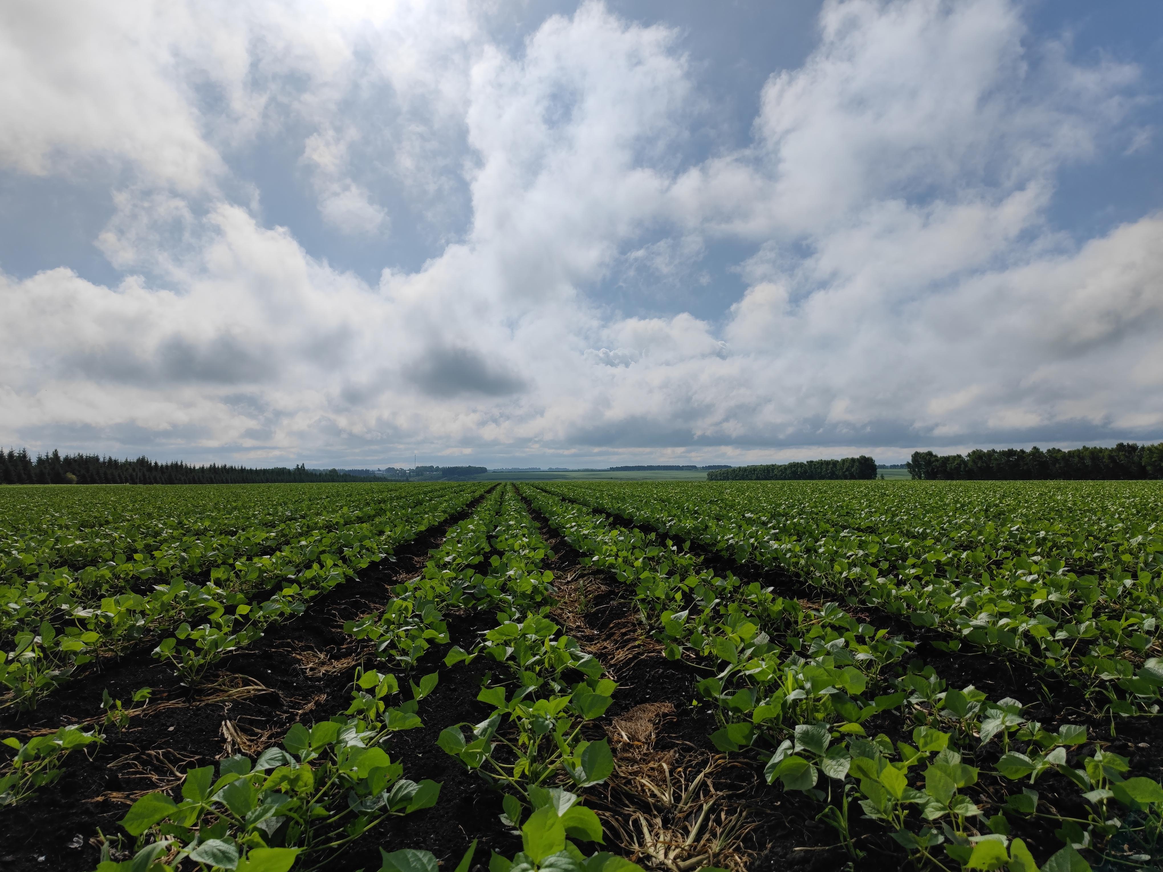 鹤岗富硒锌大米（锌硒钙大米）-硒宝网