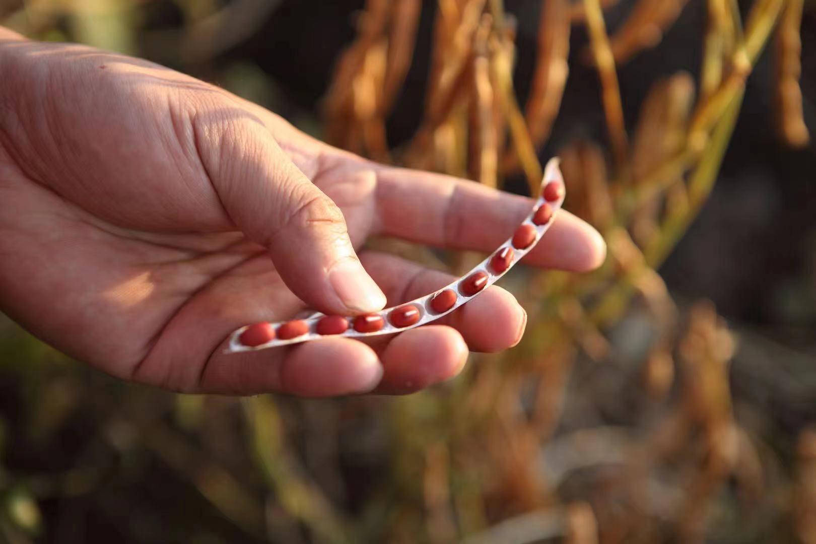 鹤岗富硒锌大米（锌硒钙大米）-硒宝网