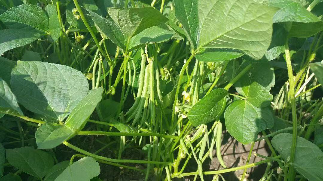 鹤岗富硒锌大米（锌硒钙大米）-硒宝网