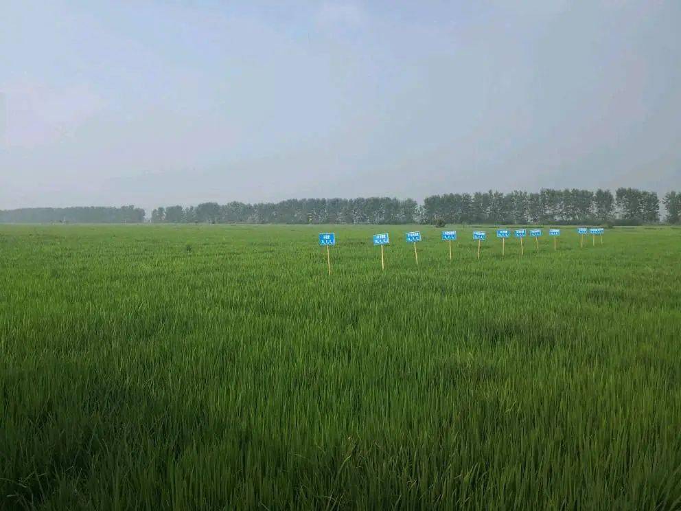 湖北省富硒大米(湖北富硒大米多少钱一斤)-硒宝网