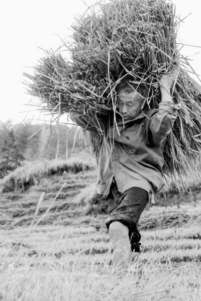 香浮村富硒大米(富硒香米价格)-硒宝网