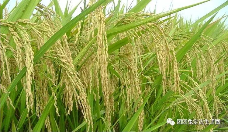 鹤临香富硒大米(鹤香生态米的价格)-硒宝网