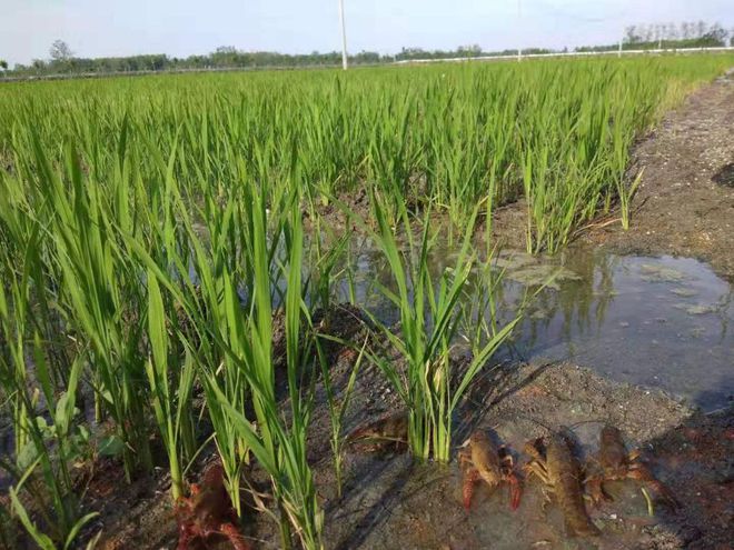 玛场湖富硒大米(富硒大米原产地在哪里)-硒宝网