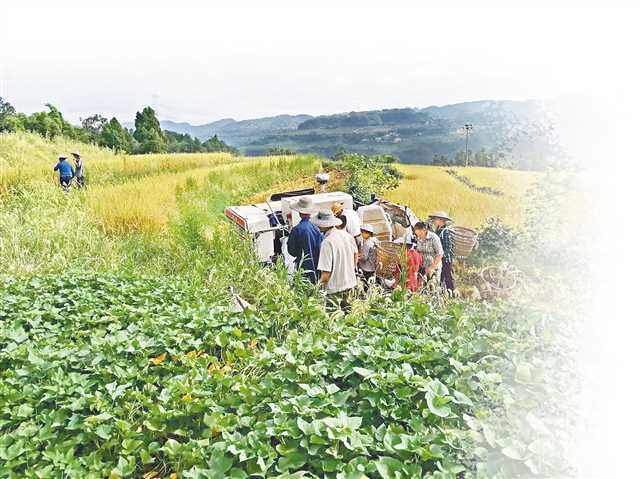 水泸坝富硒大米(富硒大米原产地在哪里)-硒宝网