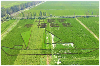 鹤临香富硒大米（鹤乡生态香米简介）-硒宝网