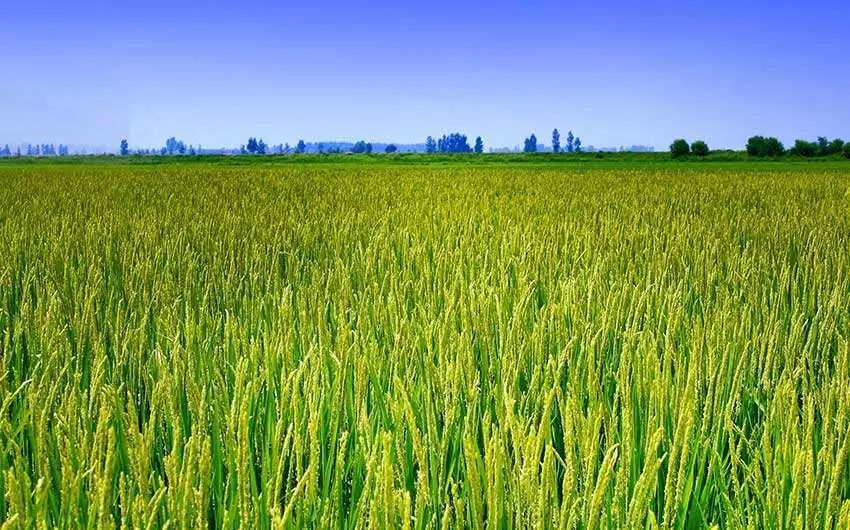 万昌市富硒大米（万昌大米米业）-硒宝网