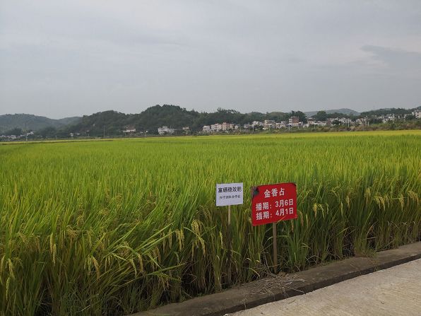大田县富硒大米(富硒大米基地)-硒宝网