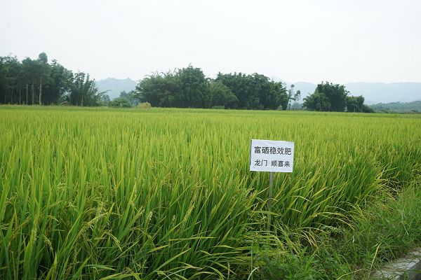 大田县富硒大米(富硒大米基地)-硒宝网