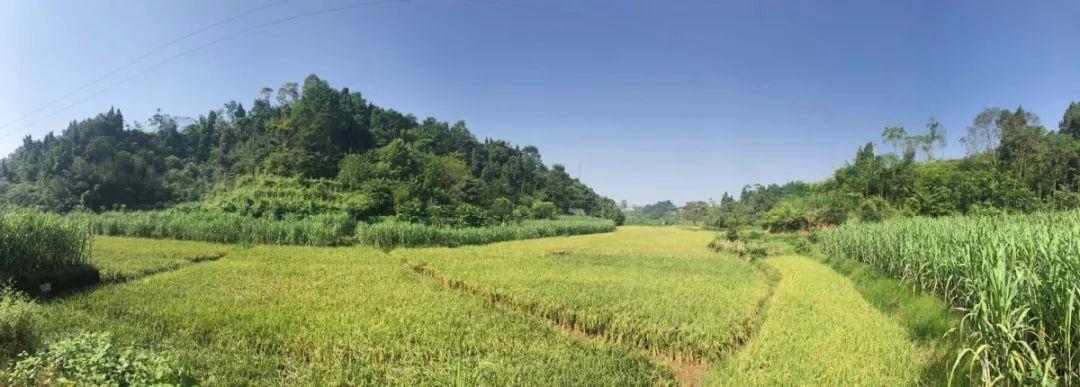 富硒大米1公斤(大米富硒米是健康食品吗)-硒宝网