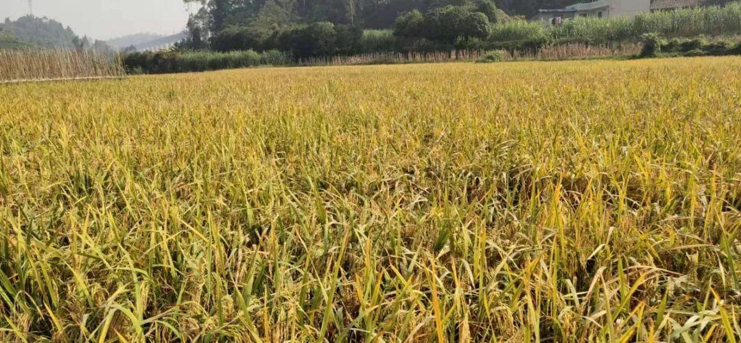 富硒大米1公斤(大米富硒米是健康食品吗)-硒宝网