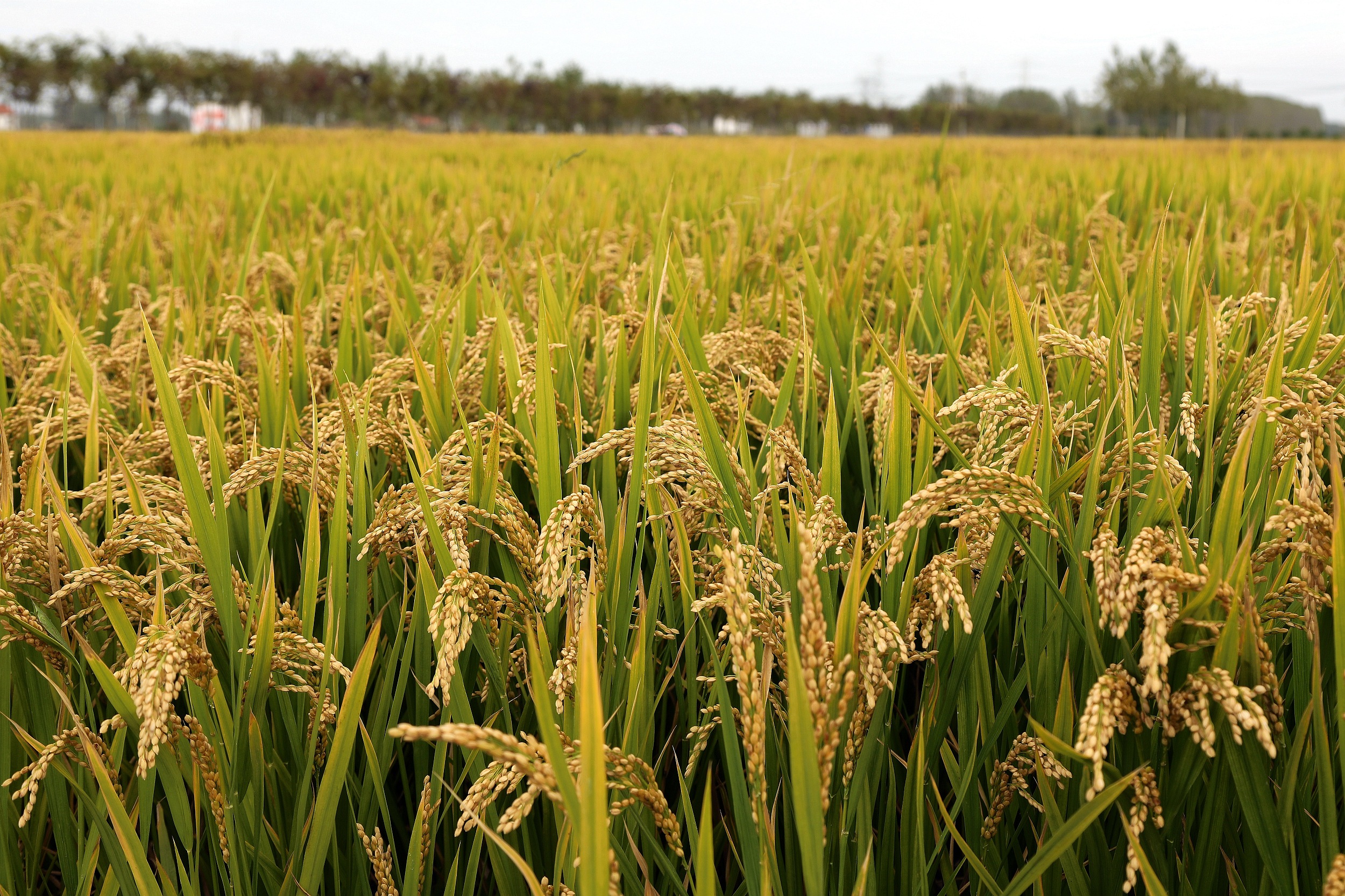 富硒大米批发价(富硒大米厂家)-硒宝网