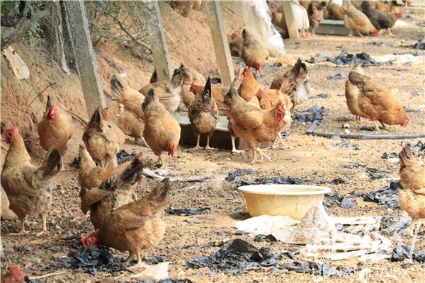 集贤县富硒大米（富硒大米多少钱一盒）-硒宝网