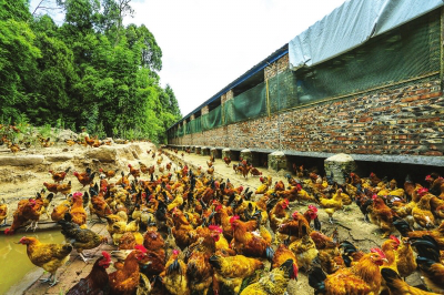 集贤县富硒大米（富硒大米多少钱一盒）-硒宝网