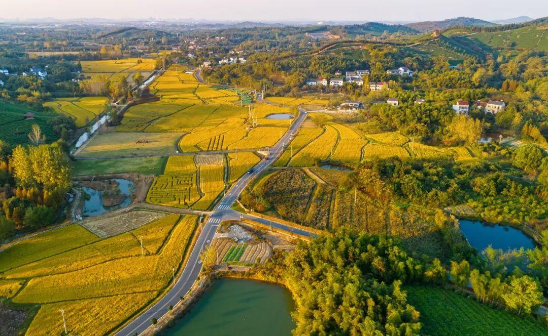 西子湖富硒大米（富硒大米硒含量是多少）-硒宝网