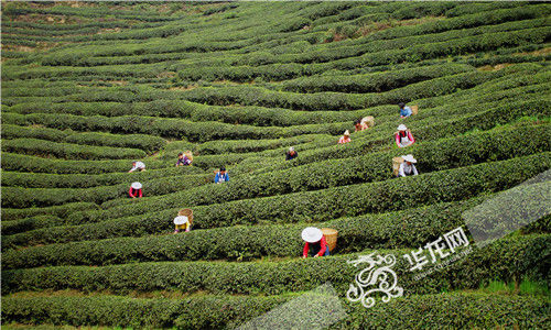 林澜牌富硒大米(富硒大米的绿色骗局)-硒宝网