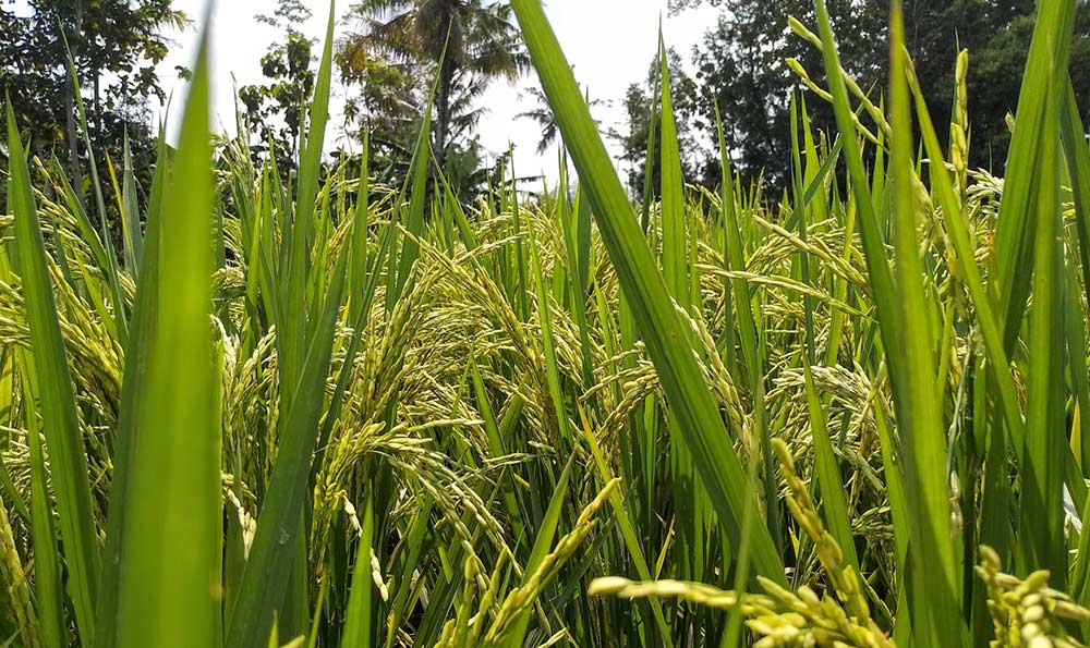 长粒香大米富硒（富硒大米闻起来是什么味道）-硒宝网