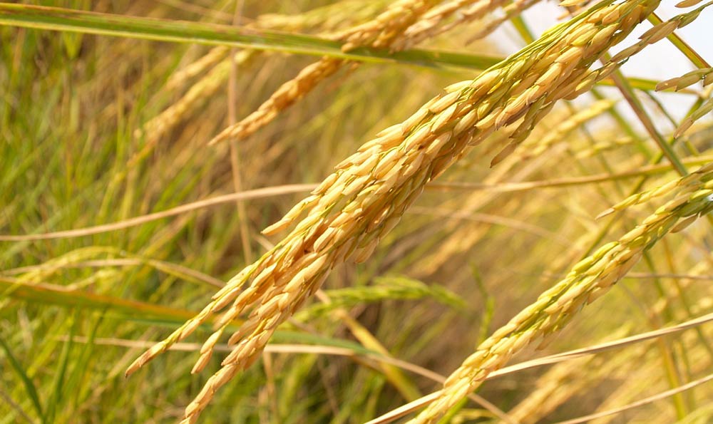 长粒香大米富硒（富硒大米闻起来是什么味道）-硒宝网